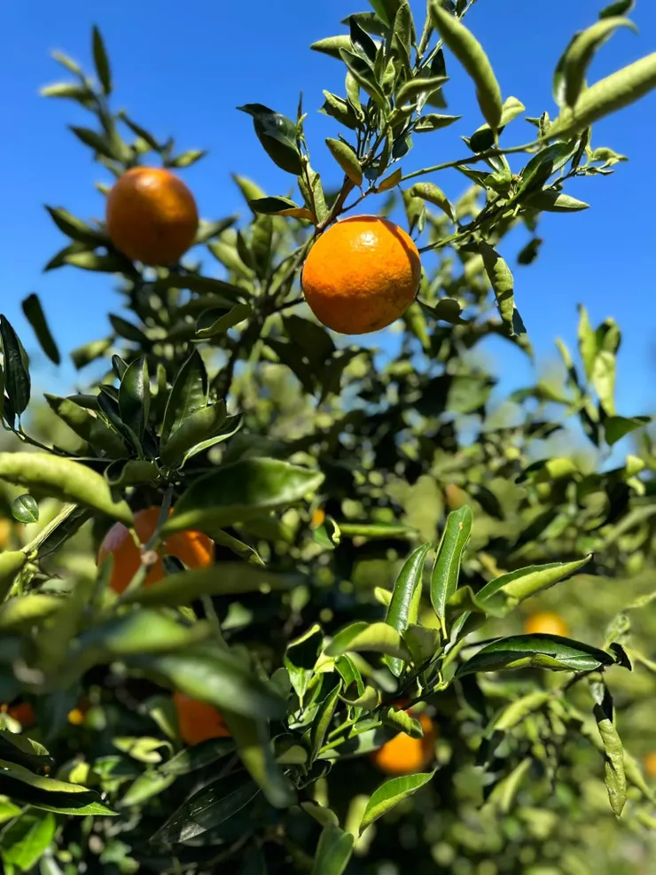 看完苦盡柑來遇見你最終章，就來去濟州島看看石頭老爺爺，活的文化遺產和吃橘子和蜂蜜呦