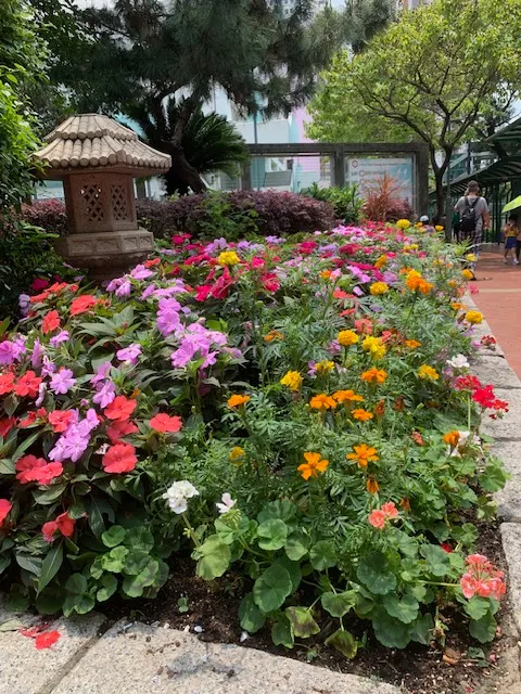 天竺葵和其他花