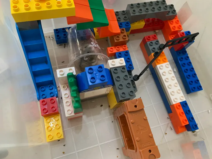 耶，又吃到一顆了。