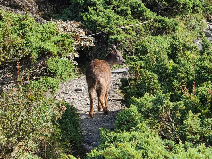 長鬃山羊出沒,小小工讀生