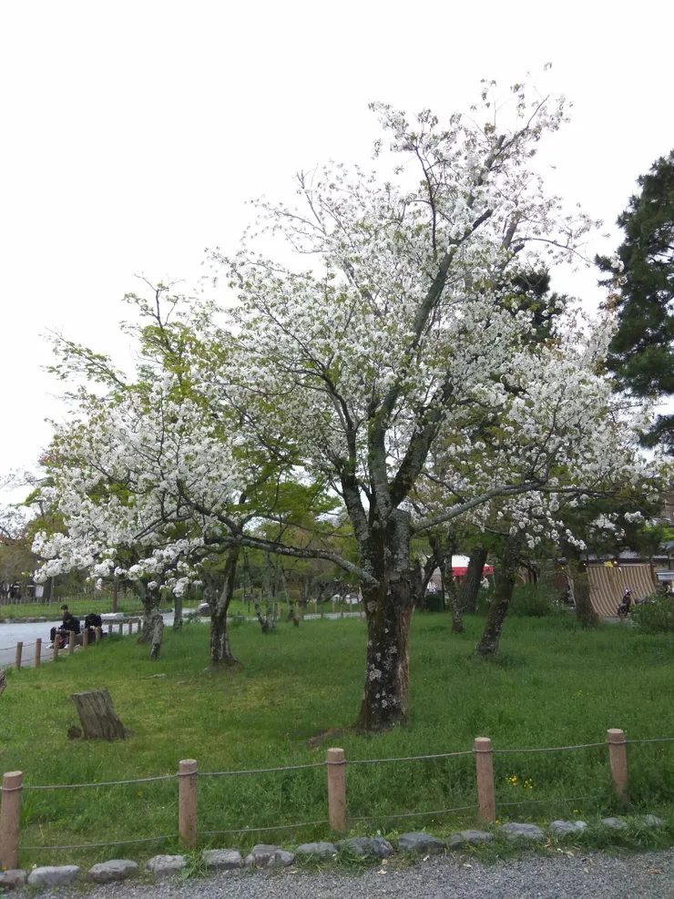 嵐山公園櫻花