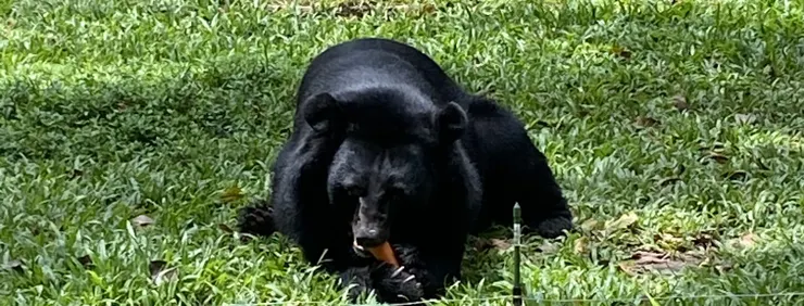 吃胡蘿蔔素的黑熊