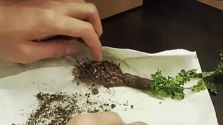 2025.06.14 剛開箱的樣子