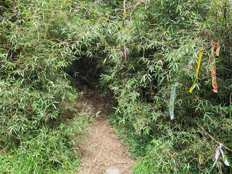 登山口是個小縫,鑽箭竹很快
