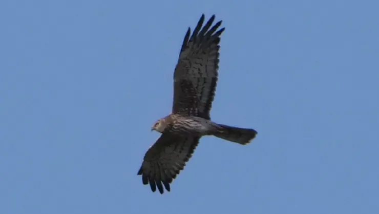 側面會看到勾勾的鼻子