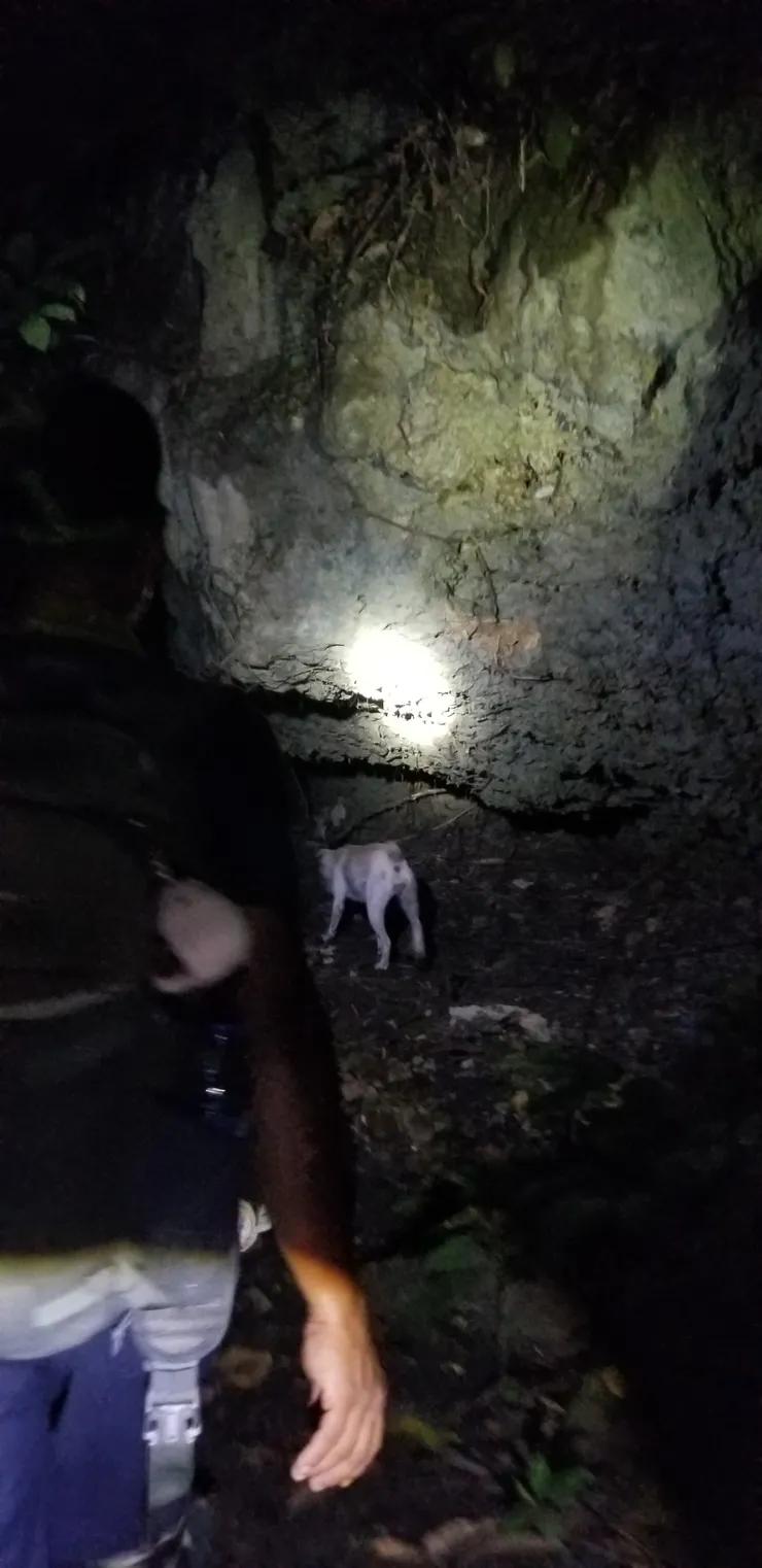 向導的小狗也來一起走