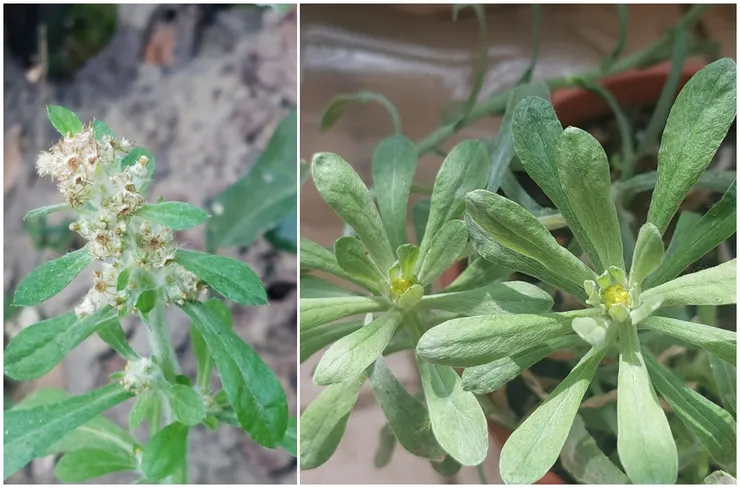 鼠麴草與鼠麴舅兩者，同屬菊科鼠麴草屬。