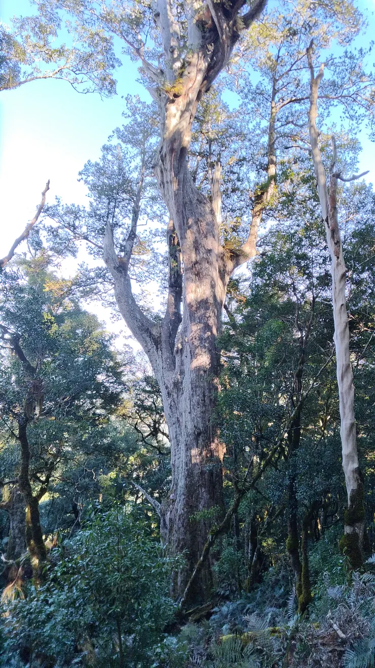 羅馬神木附近的老齡檜木