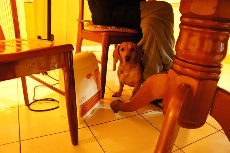 倚偎在阿公腳旁的Wuha