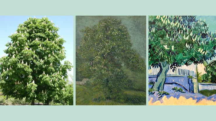 左：栗樹（取自網路照片）｜中：Horse chestnut tree in blossom,1887年5月（取自網路照片）｜右：盛開的栗樹,1890年5月22-23日,奧維爾