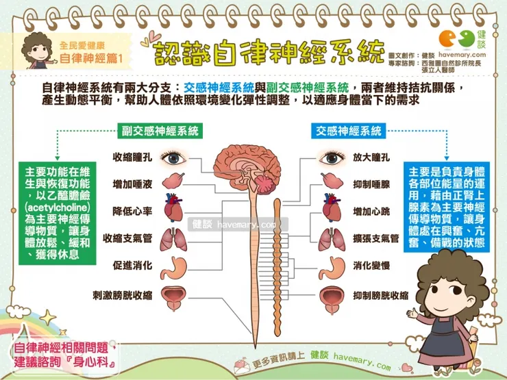 圖片出處：健談網＿認識自律神經系統｜全民愛健康 自律神經篇