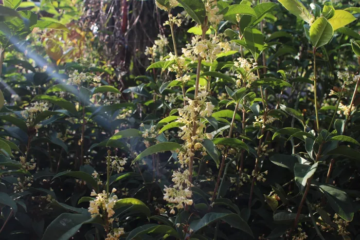 每年寒露到霜降時節，是桂花悠悠盛放的時節。