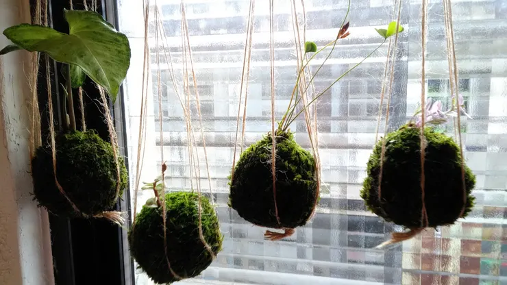 我的曾經的苔球XD