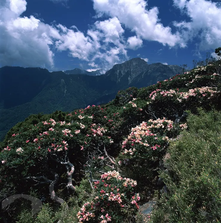 圖11 南投合歡山森林遊樂區 案名：臺灣新視界2004 檔號：0092/2037/1 來源機關：行政院新聞局 管有機關：國家發展委員會檔案管理局