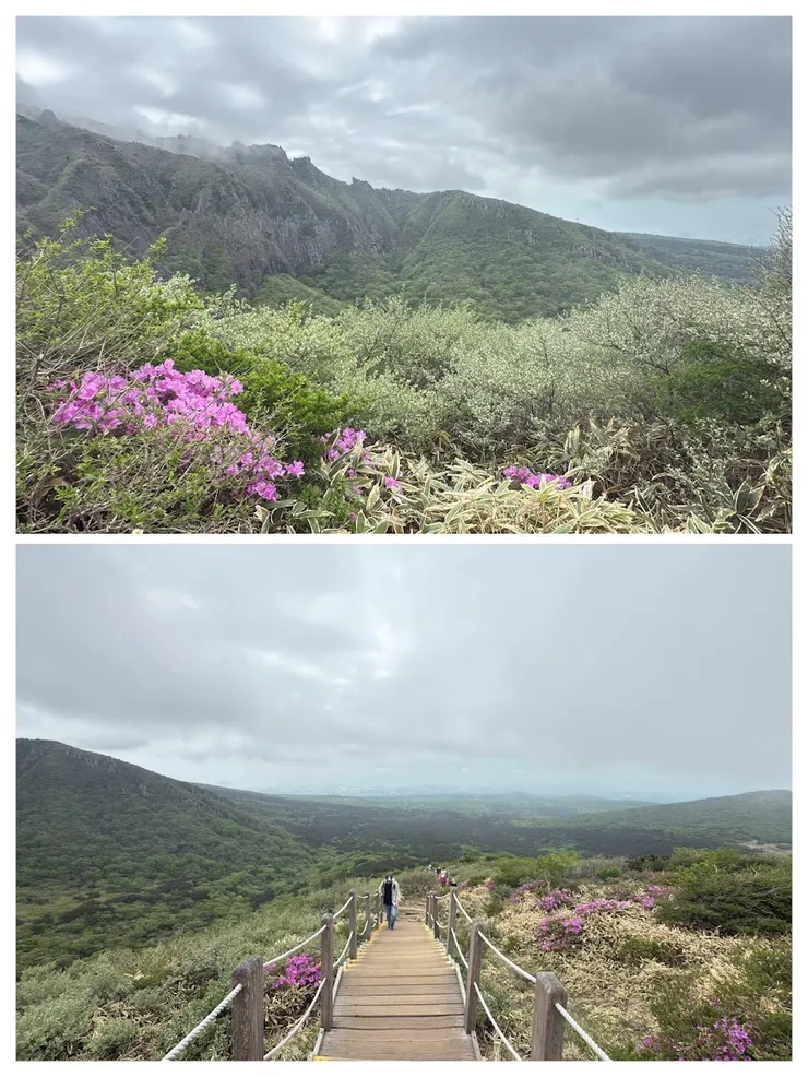 高山杜鵑迎接春天