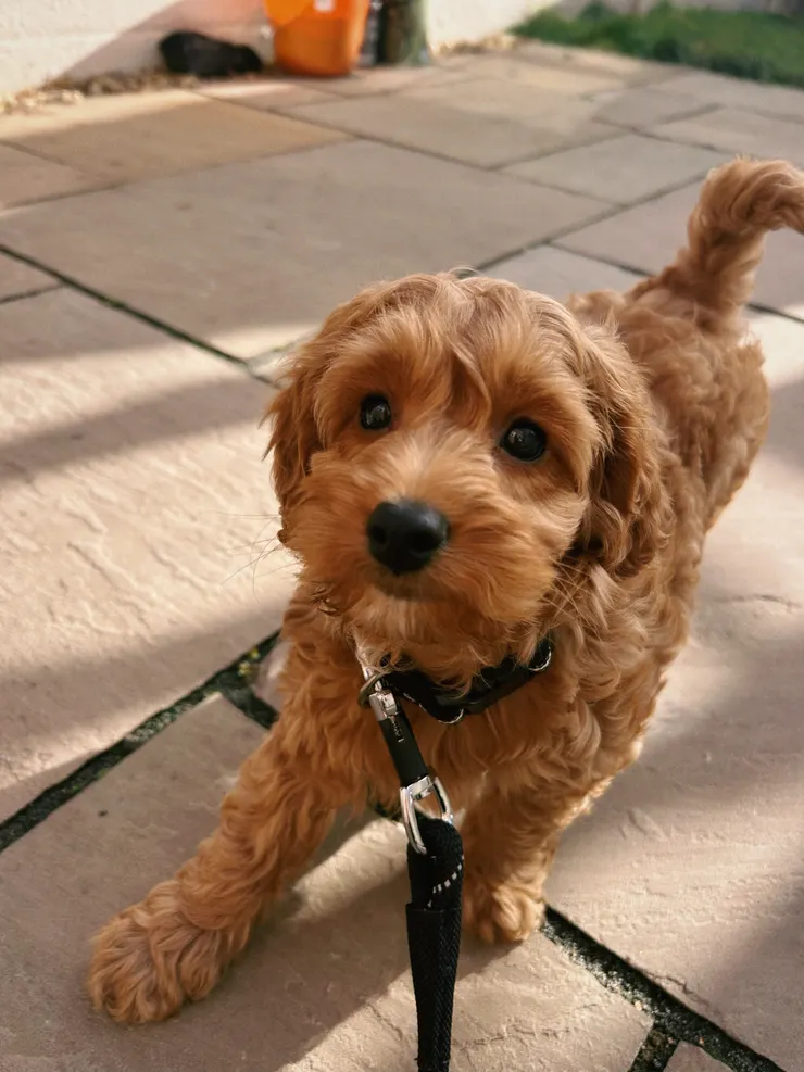 @ollie__thecockapoo