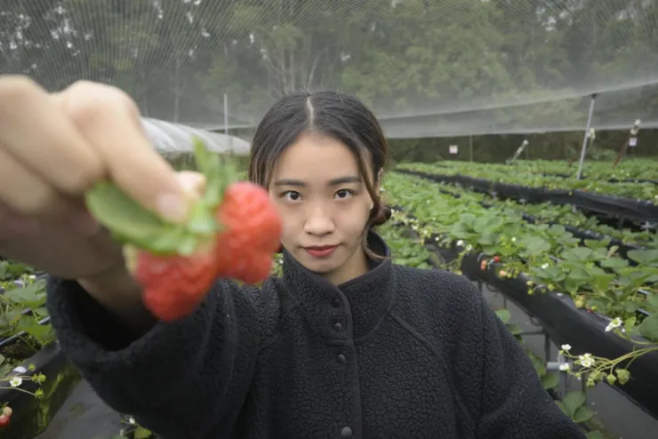 連體嬰草莓