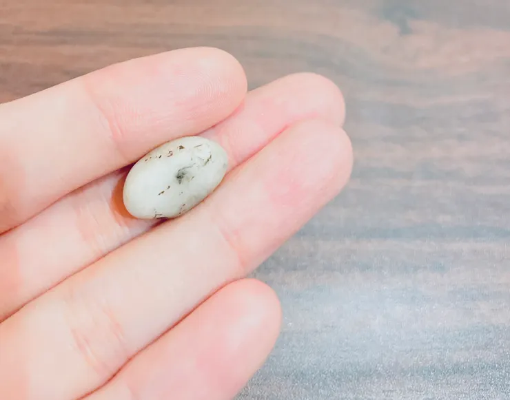 白色小夥伴本人