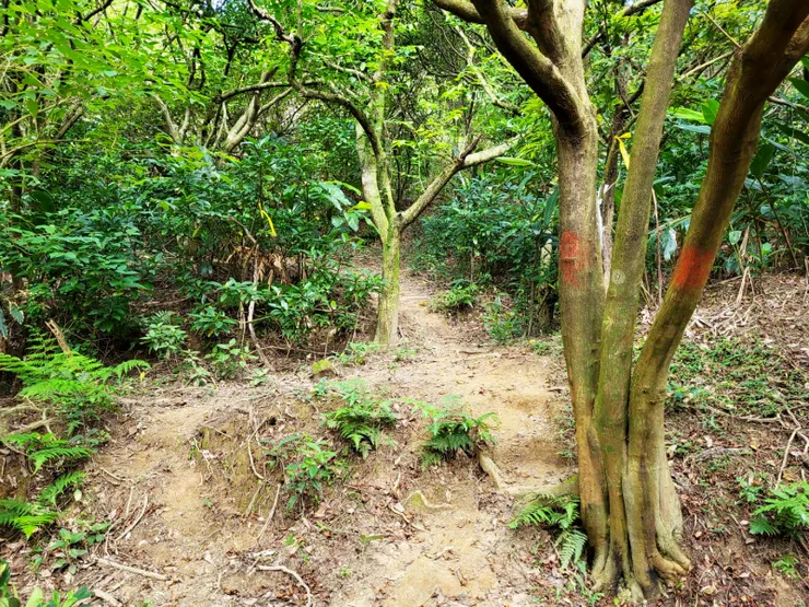 8:50進入一段原始步道，至此右上爬升一段至觀龍坡。