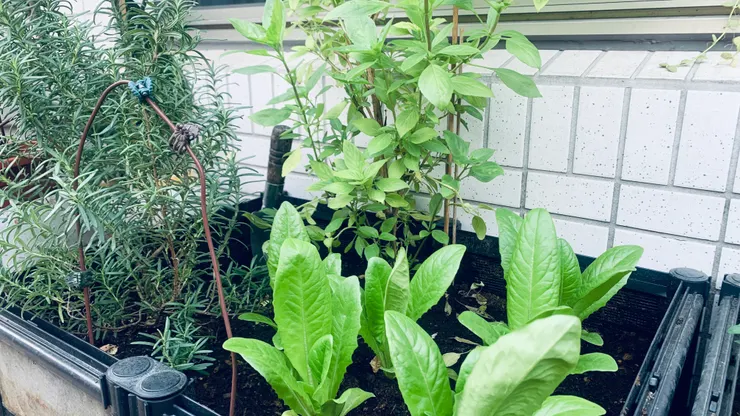 最左邊：迷迭香