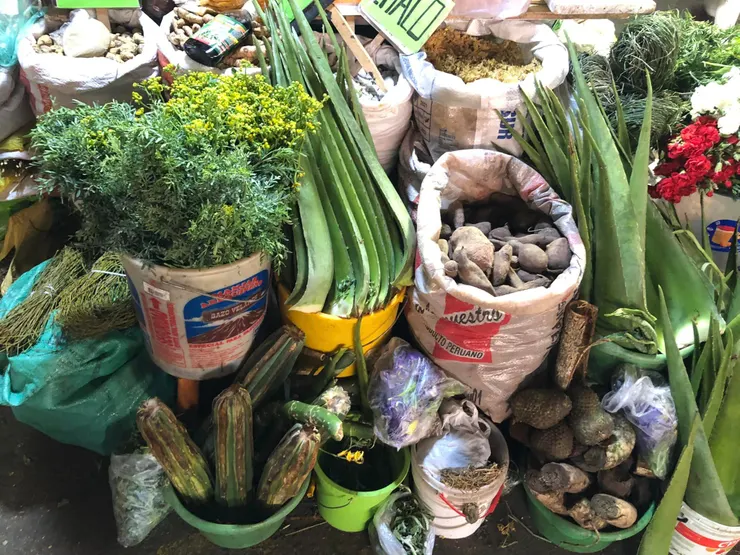 一些根莖類的食材，蘆薈是這樣賣的！