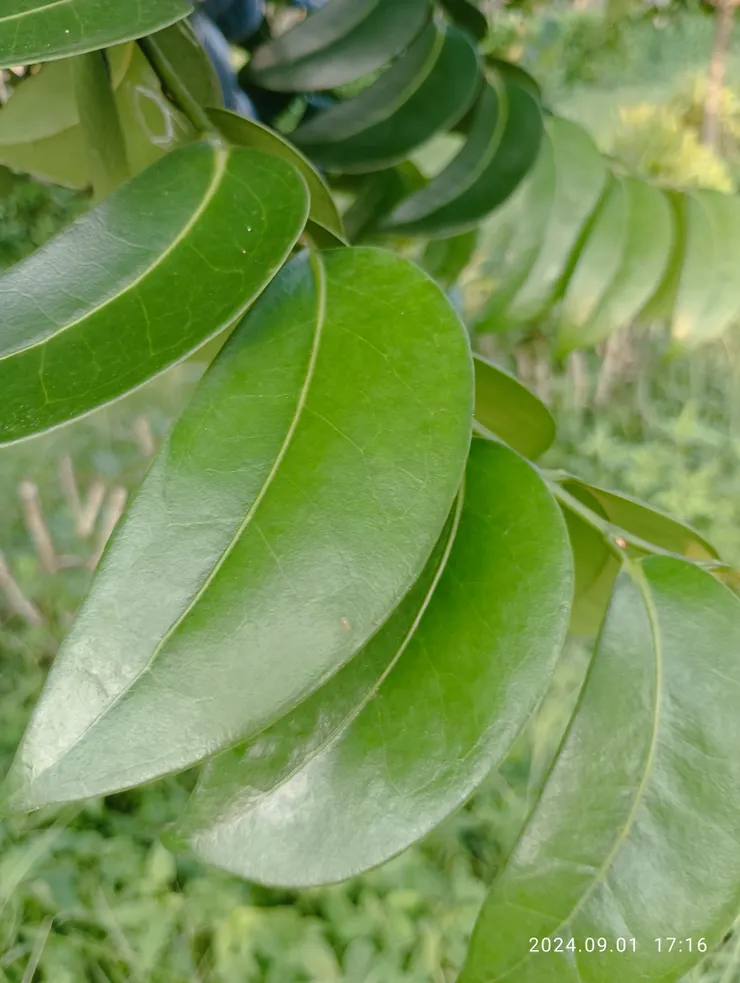 鐵色的葉片葉脈特殊