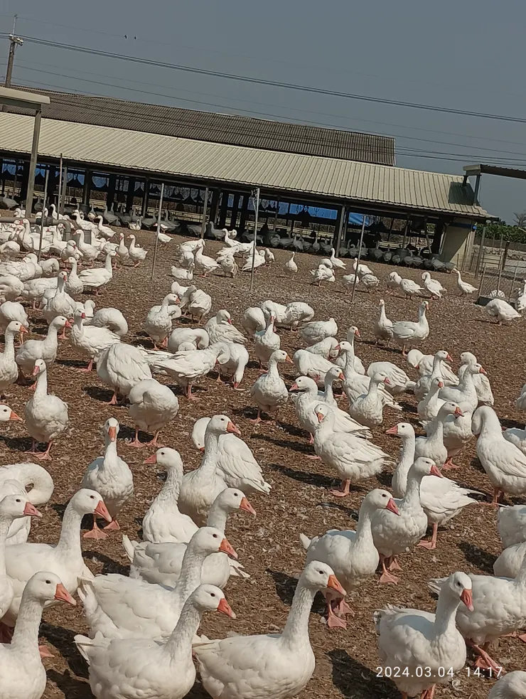 養鵝人家