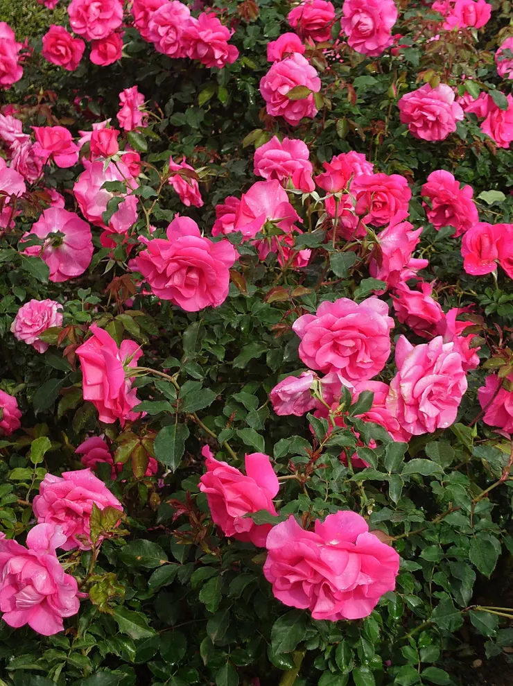 法式花園裡的玫瑰