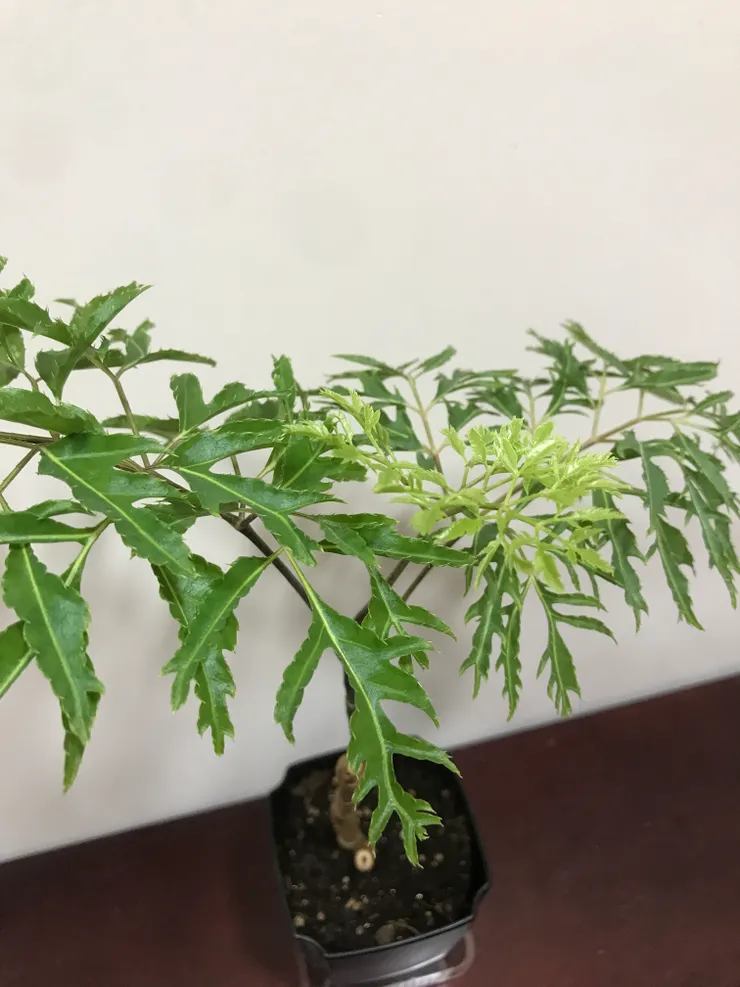 新葉是翠綠色的