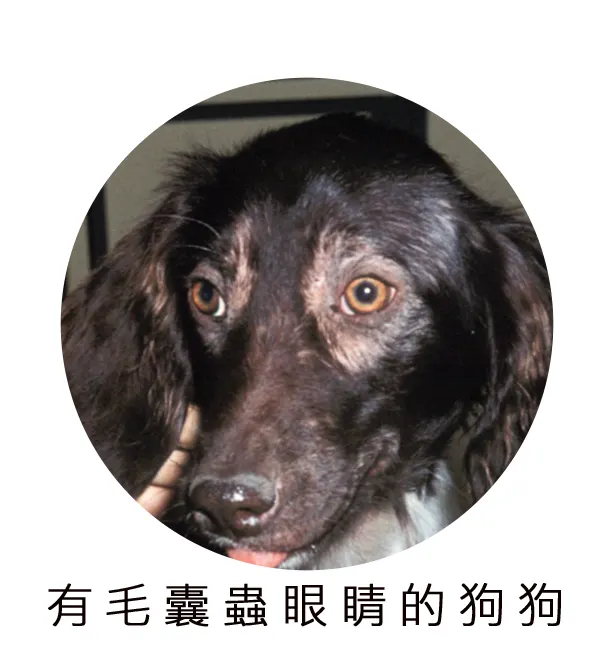 有毛囊蟲眼睛的狗狗