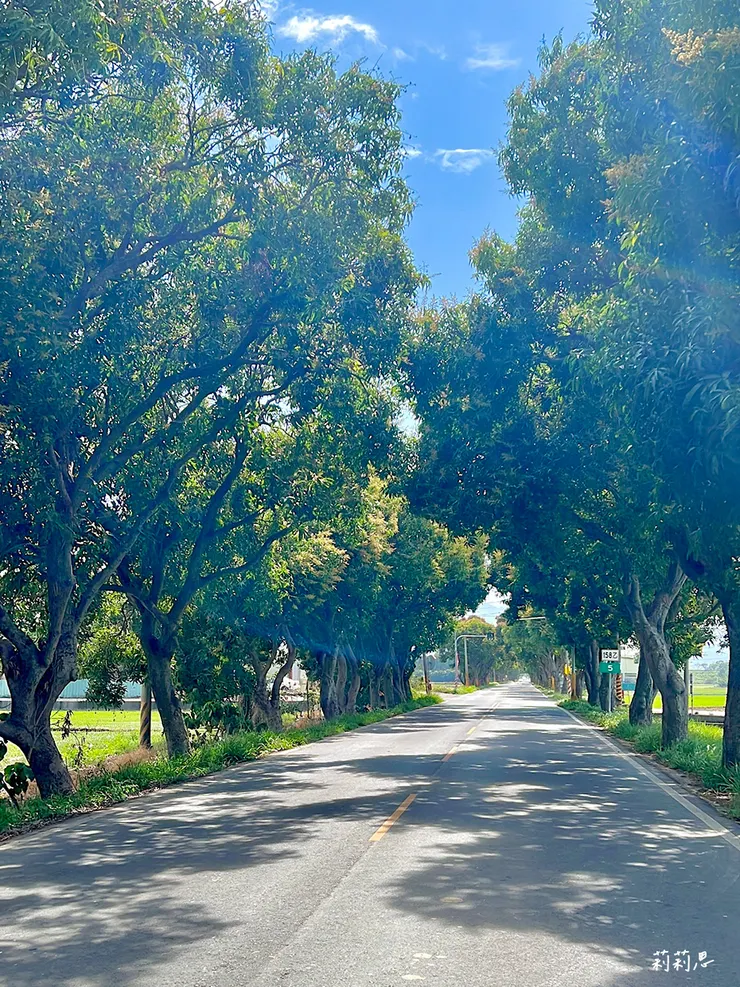 斗南鎮仁愛路上的綠色隧道