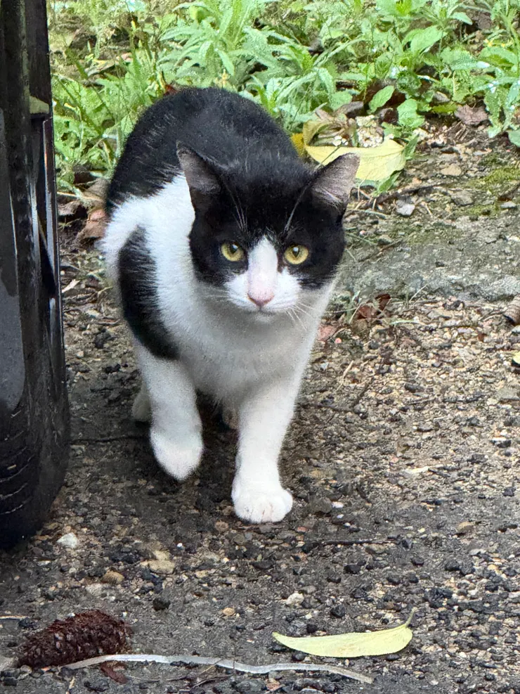 2026/04/30 可愛的貓