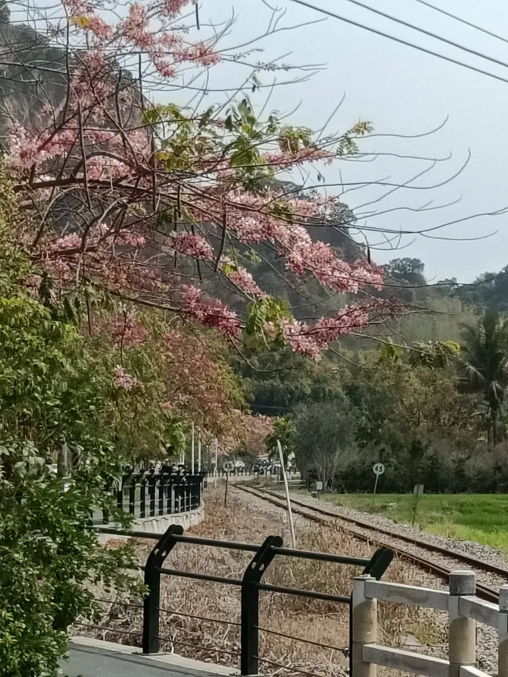 花旗木看花,地上目前很少花掉落,感覺上假日會