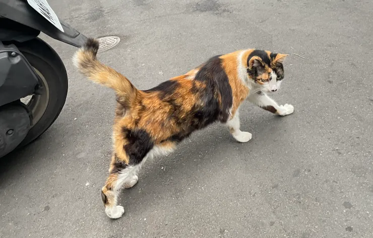 松江市場的小花