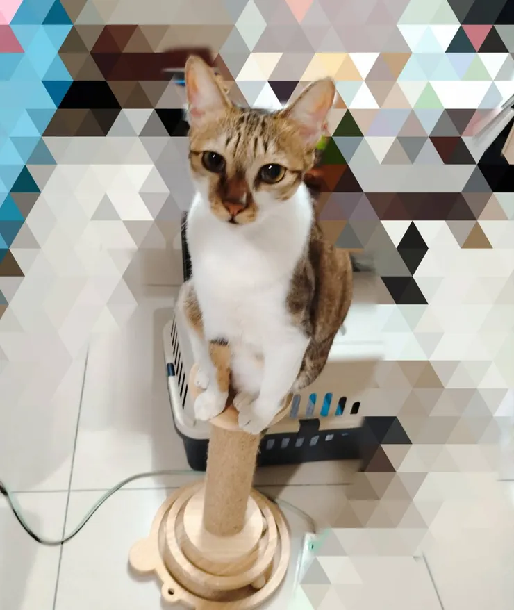 我們家的罐罐王是萌萌，最瘦小但是最迷罐罐，每次吃完都要去搶哥哥姊姊的