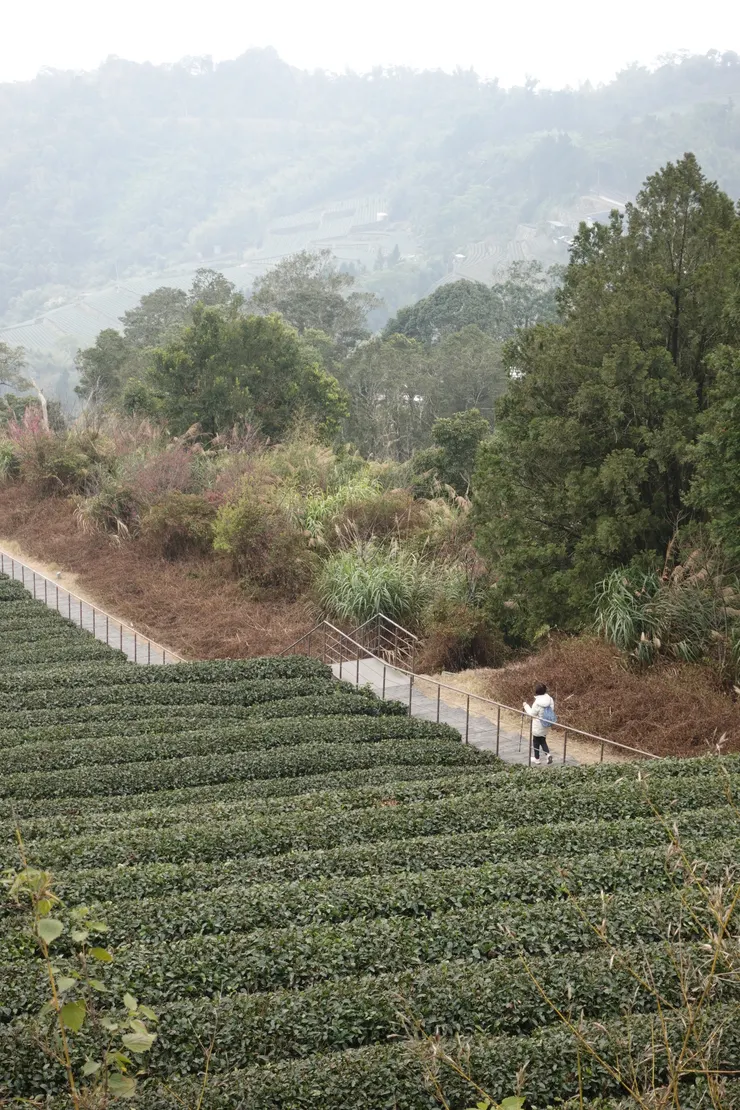 二延平步道的茶園也是不錯，但石棹的茶園好像又更大片