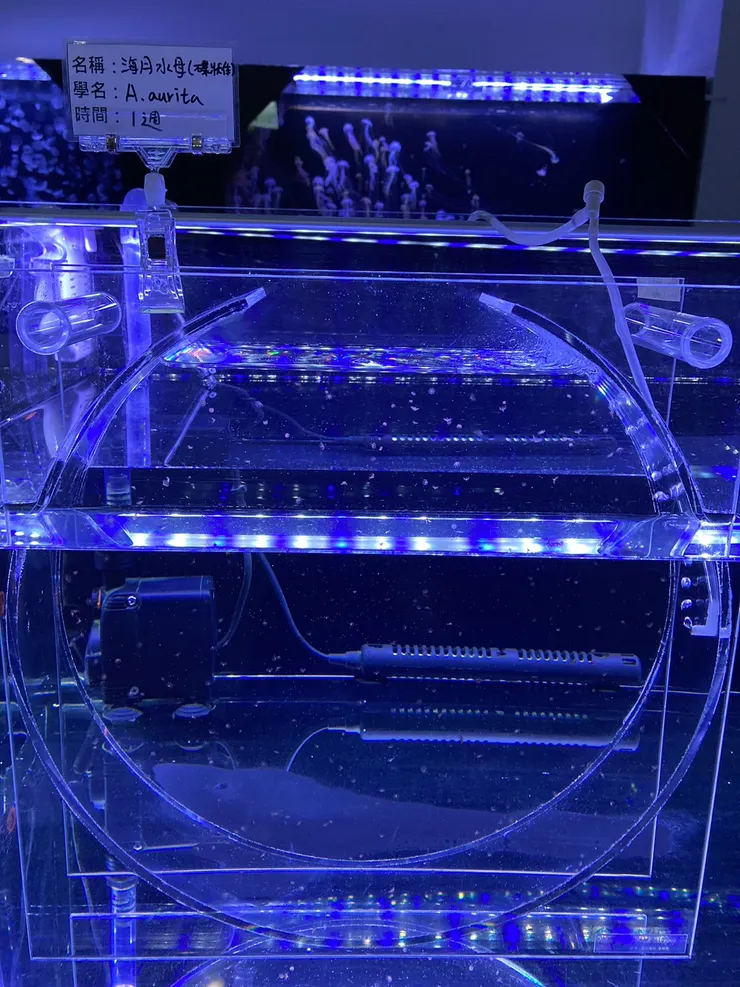 剛出生一週的海月水母,超迷你!