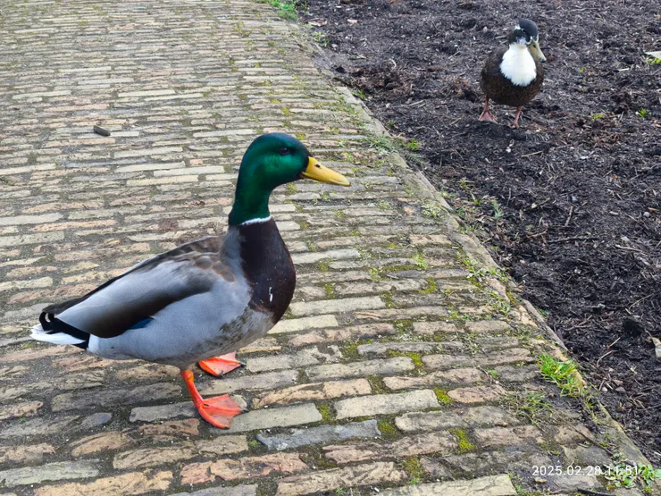 綠頭鴨
