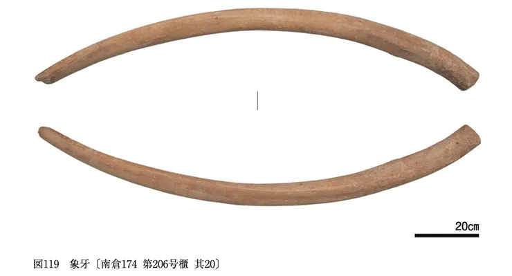 正倉院收藏的「象牙」。