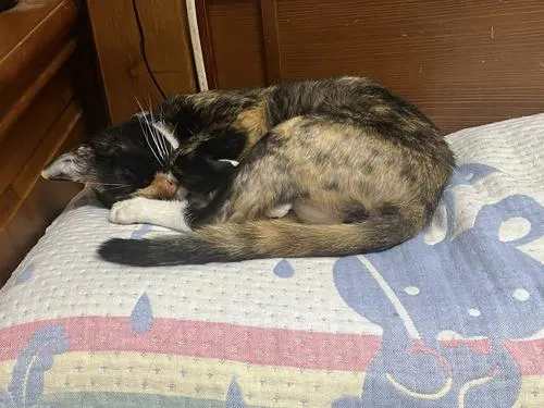 吃飽喝足睡覺ing