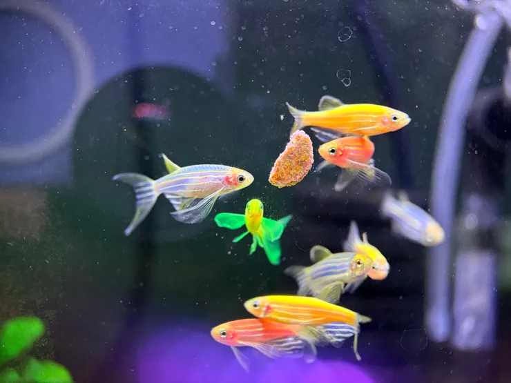 斑馬魚在吃貼黏飼料