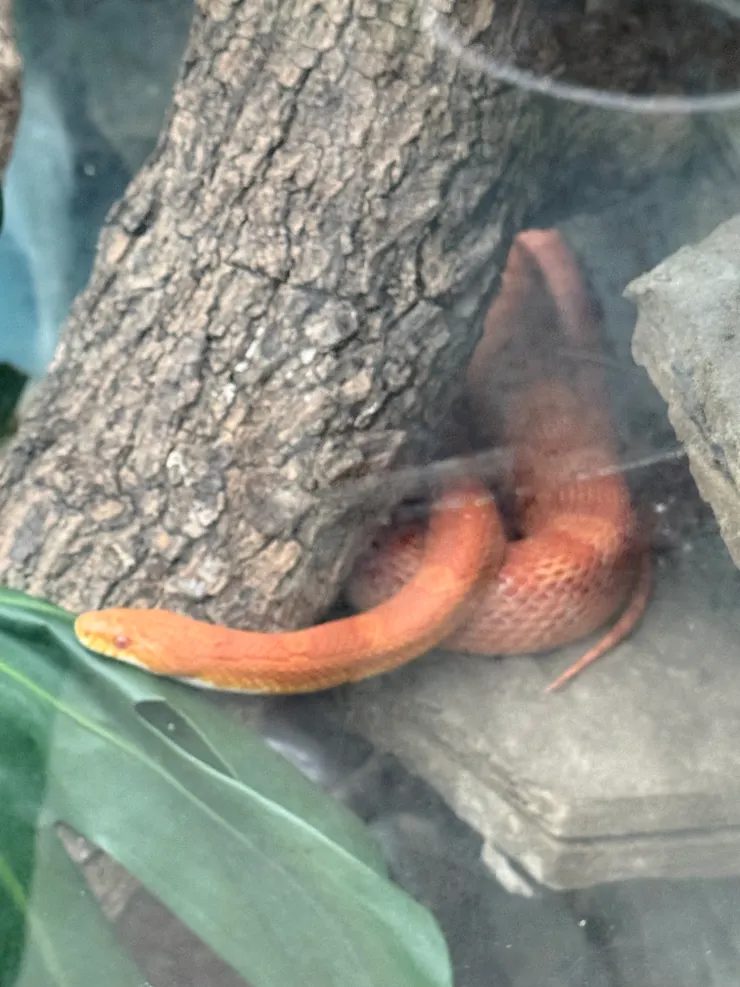 2026/04/25 玉米蛇