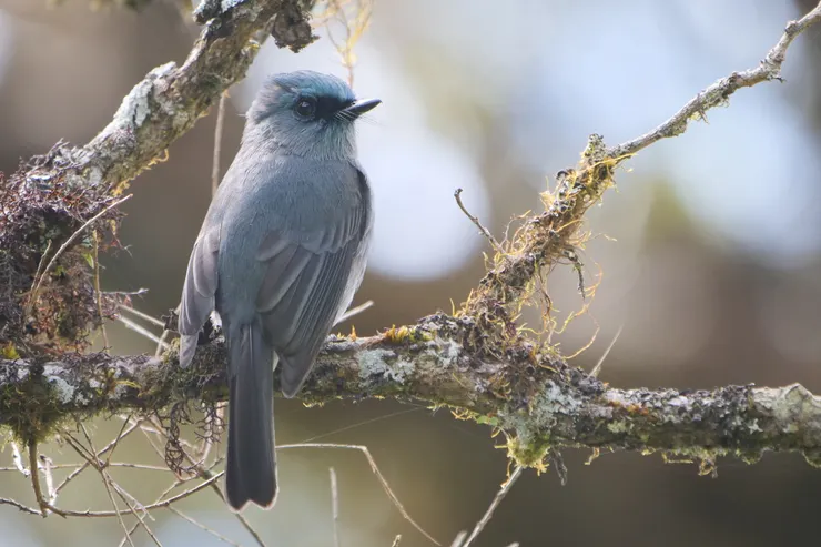 Sri Lanka dull-blue flycatcher 斯里蘭卡獨有種