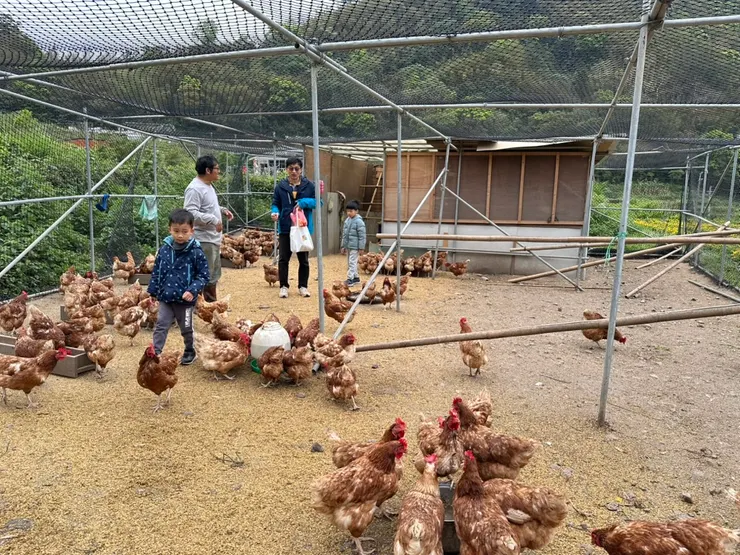 農場主人熱心講解，帶我們認識雞的生態