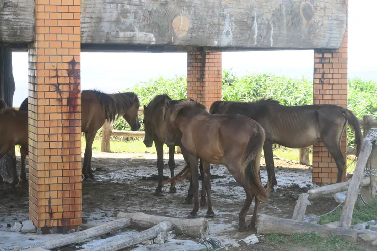 羨慕牠們只要擔心不要曬到太陽的日子。