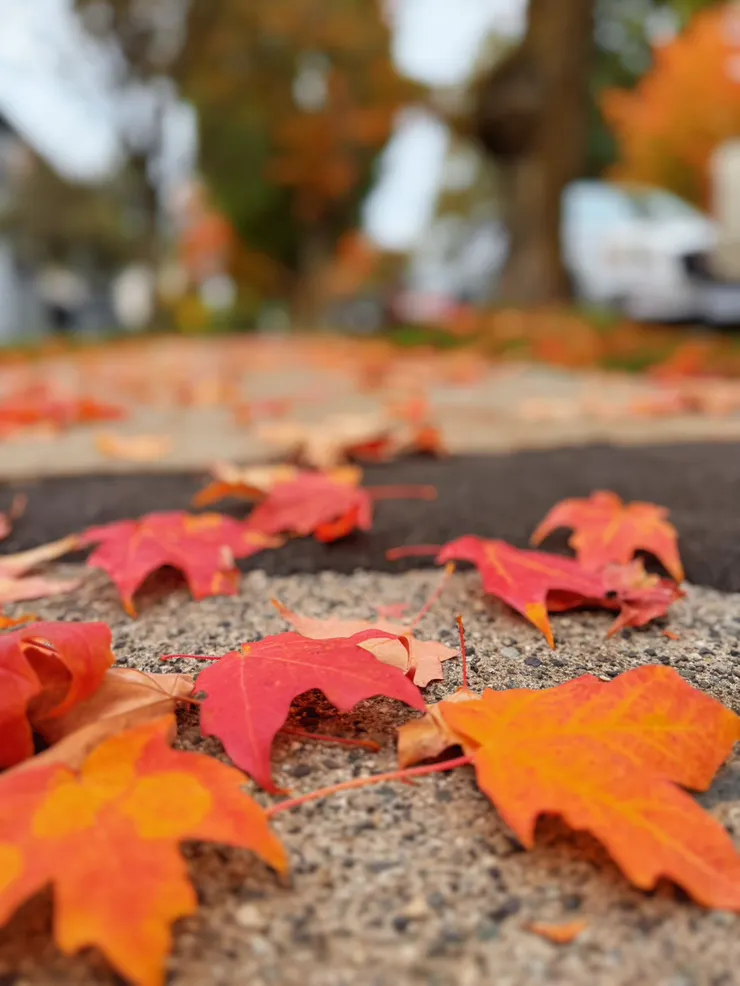 溫哥華的秋天街道