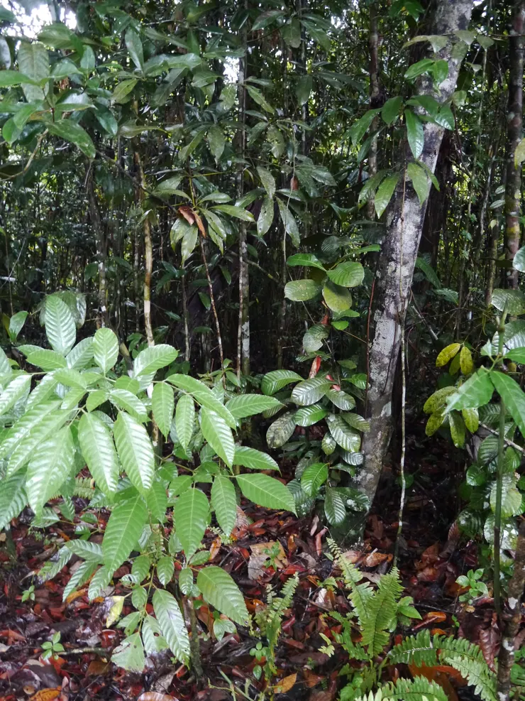 ▲硬著頭皮走進樹林去找路。