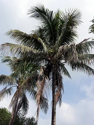 src
