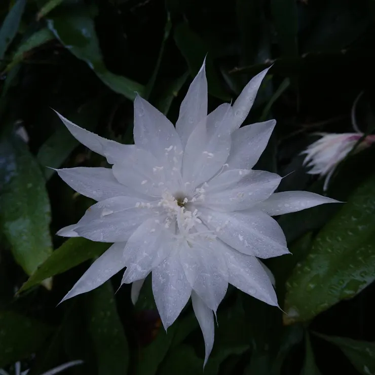 姬曇花 photo by 藝術家羅森豪