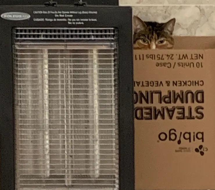 絕大多數的貓咪們對紙箱是情有獨鍾。